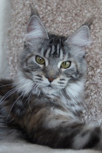 Isabella